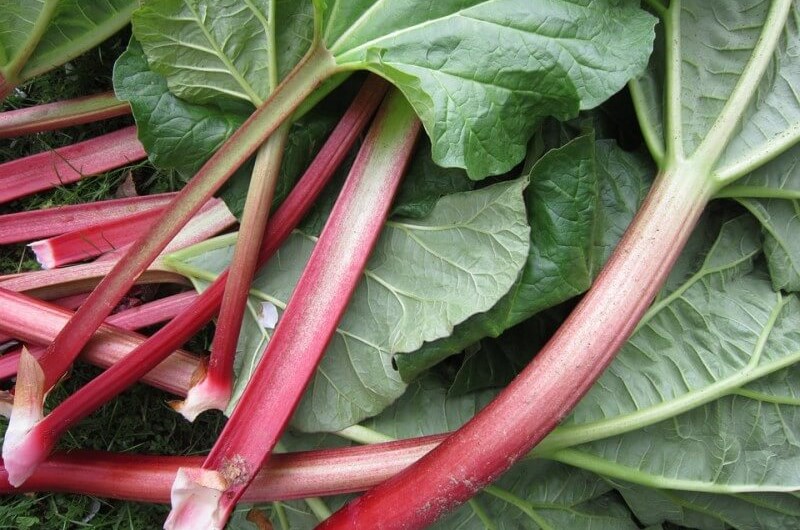 Rabarbar – naturalne źródło witamin i&nbsp;minerałów