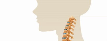 Odcinki kręgosłupa