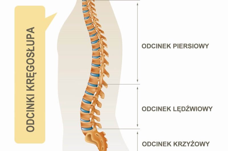 Odcinki kręgosłupa – budowa i&nbsp;funkcje kręgosłupa