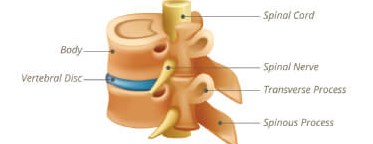 Spinal segments