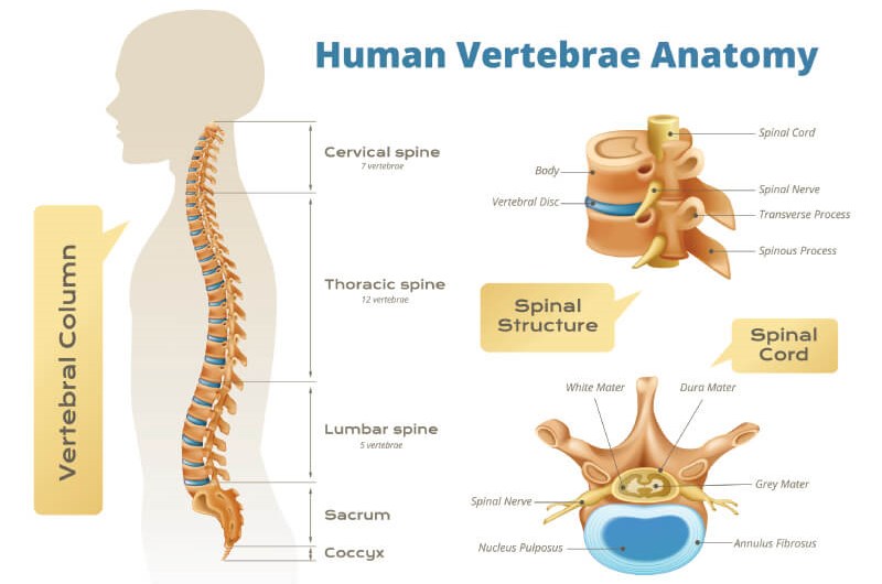 Spinal segments - structure and functions of the spine